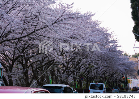 Sakura Namiki 58195745