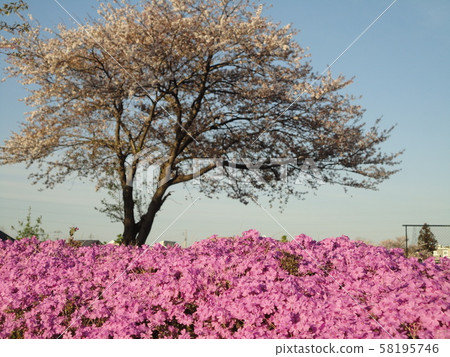 Cherry tree 58195746