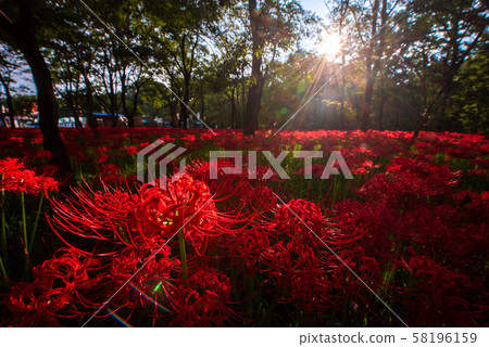 Mando saka在束帶中 58196159