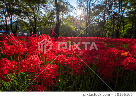 Mando saka在束帶中 58196165