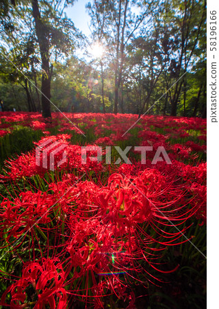 Mando saka在束帶中 58196166