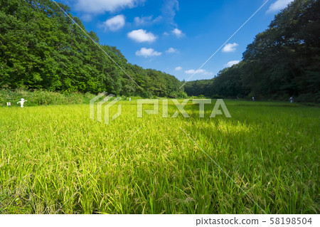 水稻收割前的岸湯波 水稻收割前的岸湯波 58198504