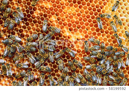 Close up view of the working bees on the honeycomb with sweet honey. Honey is beekeeping healthy Close up view of the working bees on the honeycomb with sweet honey. Honey is beekeeping healthy 58199592