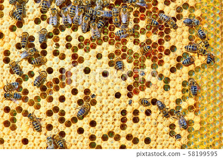 Macro photo of a bee hive on a honeycomb with copyspace. Bees produce fresh, healthy, honey. Macro photo of a bee hive on a honeycomb with copyspace. Bees produce fresh, healthy, honey. 58199595