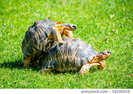 Couple of tortoises mating in the grass 58200059