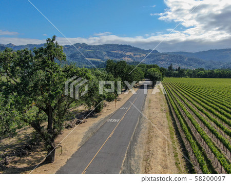 Aerial view of vineyard in Napa Valley Aerial view of vineyard in Napa Valley 58200097