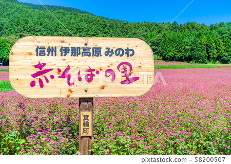 紅色蕎麥花[長野縣] 58200507