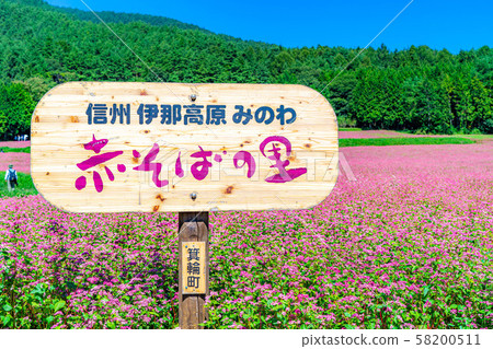 紅色蕎麥花[長野縣] 58200511