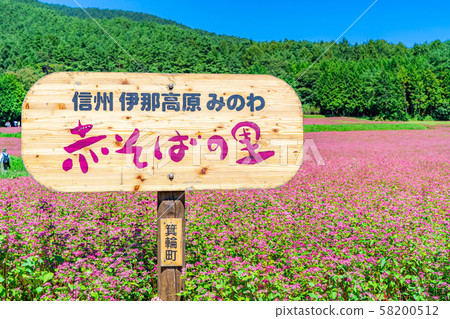 紅色蕎麥花[長野縣] 58200512
