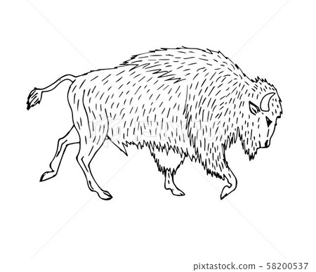 Vector hand drawn sketch wild american bison ox 58200537