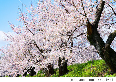 Cherry blossoms on the bank Cherry blossoms on the bank 58201621