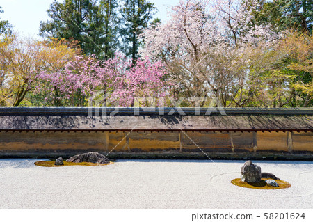 京都龍安寺的櫻花 58201624