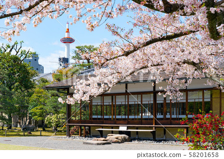京都塔和櫻花 京都塔和櫻花 58201658
