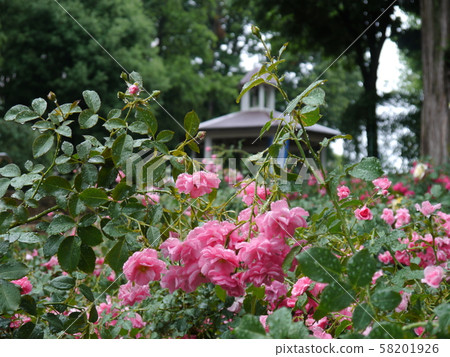 相模原北公園(玫瑰) 相模原北公園(玫瑰) 58201926