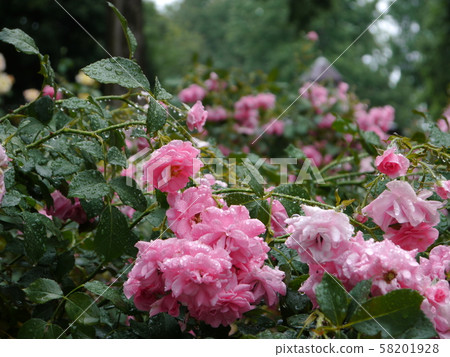 Sagamihara Kita Park (Rose) Sagamihara Kita Park (Rose) 58201928