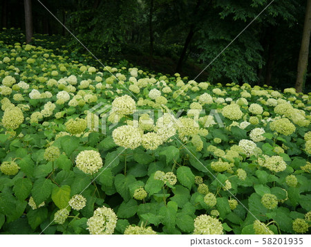 相模原北公園 繡球花 照片素材 圖片 圖庫