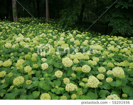 相模原北公園(繡球花) 相模原北公園(繡球花) 58201936