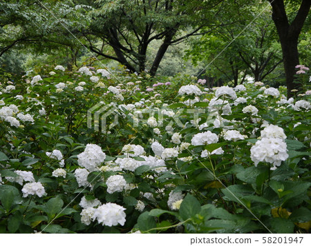 Sagamihara Kita Park (Hydrangea) Sagamihara Kita Park (Hydrangea) 58201947