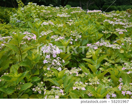 Sagamihara Kita Park (Hydrangea) 58201967