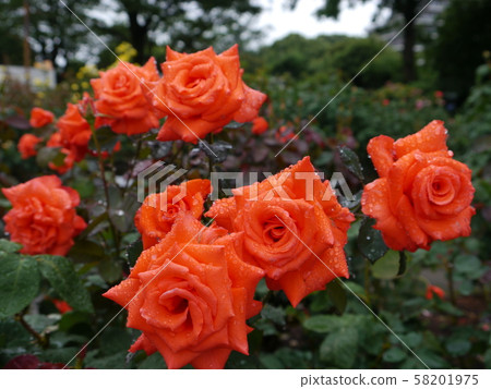 相模原北公園（玫瑰） 58201975