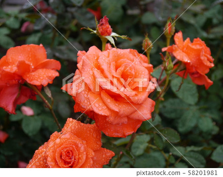Sagamihara Kita Park (Rose) Sagamihara Kita Park (Rose) 58201981
