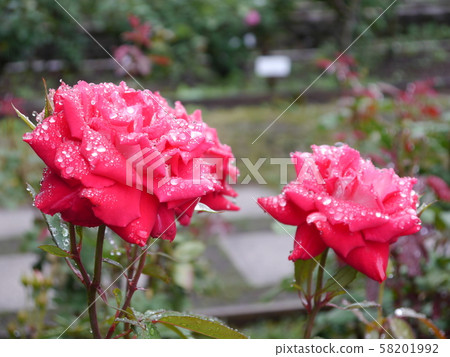 Sagamihara Kita Park (Rose) Sagamihara Kita Park (Rose) 58201992