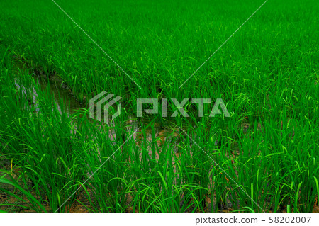Rice fields, gardens, farms, rice farms and organic farms in Asia Rice is growing in the field in a natural way. Rice fields, gardens, farms, rice farms and organic farms in Asia Rice is growing in the field in a natural way. 58202007