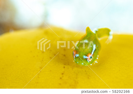Dango fish 58202166