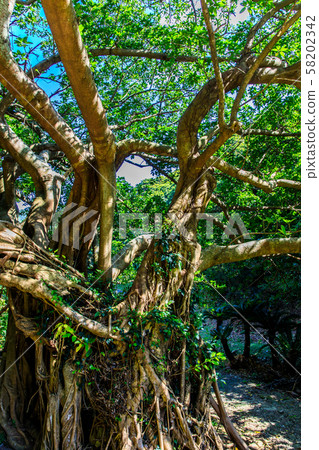 Tamanoura Ako [Goto City, Nagasaki Prefecture] 58202342