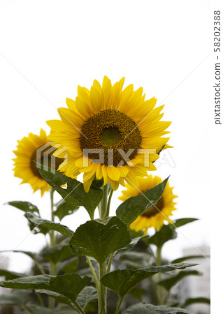 Yellow sunflower bloomed in autumn Yellow sunflower bloomed in autumn 58202388