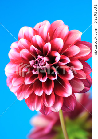 Dahlia flower Dahlia flower 58203031