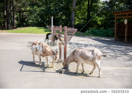 Zoo goat 58203810