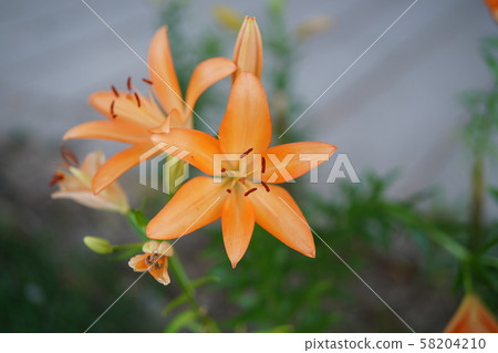 美麗的花百合 58204210