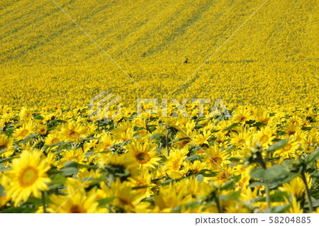 Sunflower hill 58204885