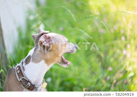 Italian Greyhound Italian Greyhound 58204919