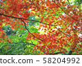 Autumn leaves image maple leaves background 58204992