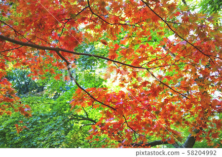Autumn leaves image maple leaves background 58204992