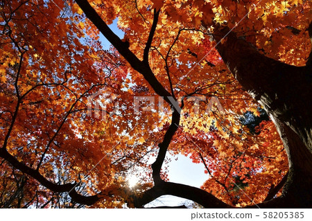 A large oak tree in autumn leaves of Sakurayama Park 58205385