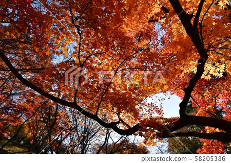 A large oak tree in autumn leaves of Sakurayama Park 58205386