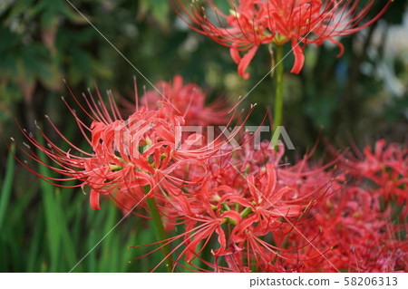 石蒜 石蒜 58206313