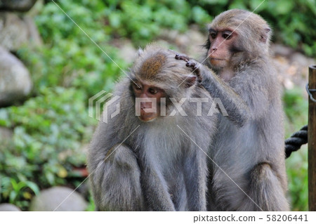 台灣彌猴, 猴子 58206441