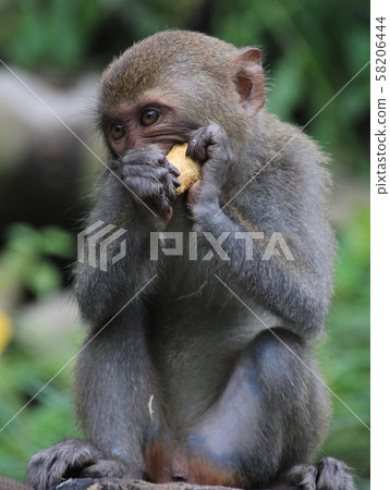 台灣彌猴, 猴子 台灣彌猴, 猴子 58206444
