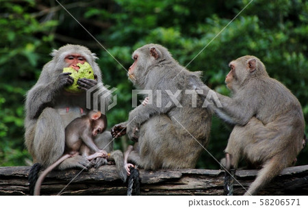 台灣彌猴, 猴子 58206571
