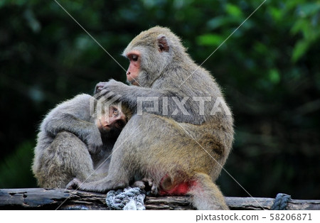 台灣彌猴, 猴子 台灣彌猴, 猴子 58206871