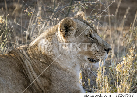 Adult female lions lies down, but constantly scans the horizon 58207558