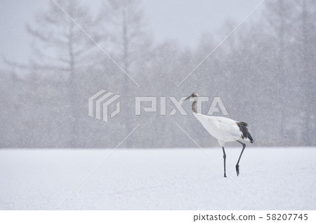 A young red-crowned crane standing in a snow-fed feeding area (Tsurui, Hokkaido) A young red-crowned crane standing in a snow-fed feeding area (Tsurui, Hokkaido) 58207745