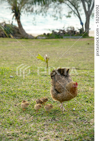 New Caledonia Loyalty Islands, Lifou Island, Chicken Family on Champagne Beach New Caledonia Loyalty Islands, Lifou Island, Chicken Family on Champagne Beach 58208092