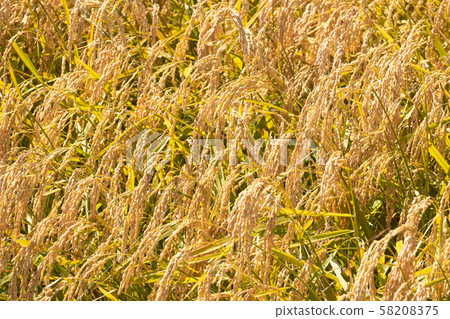 Rice field Rice field 58208375