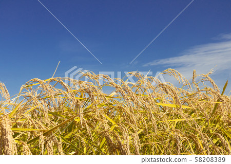 Rice field Rice field 58208389