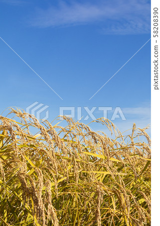 Rice field 58208390